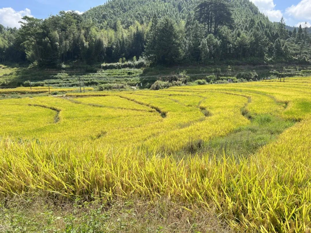 永泰优质大米丰收，水稻收割按下“快进键”