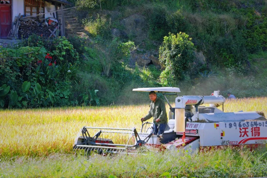 永泰优质大米丰收，水稻收割按下“快进键”