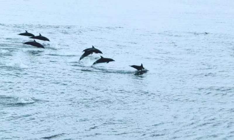 海警巡逻偶遇海豚好壮观