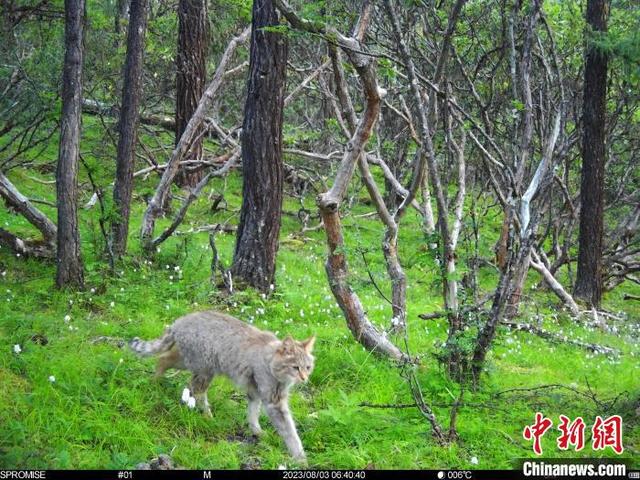 四川达古冰川首次发现荒漠猫