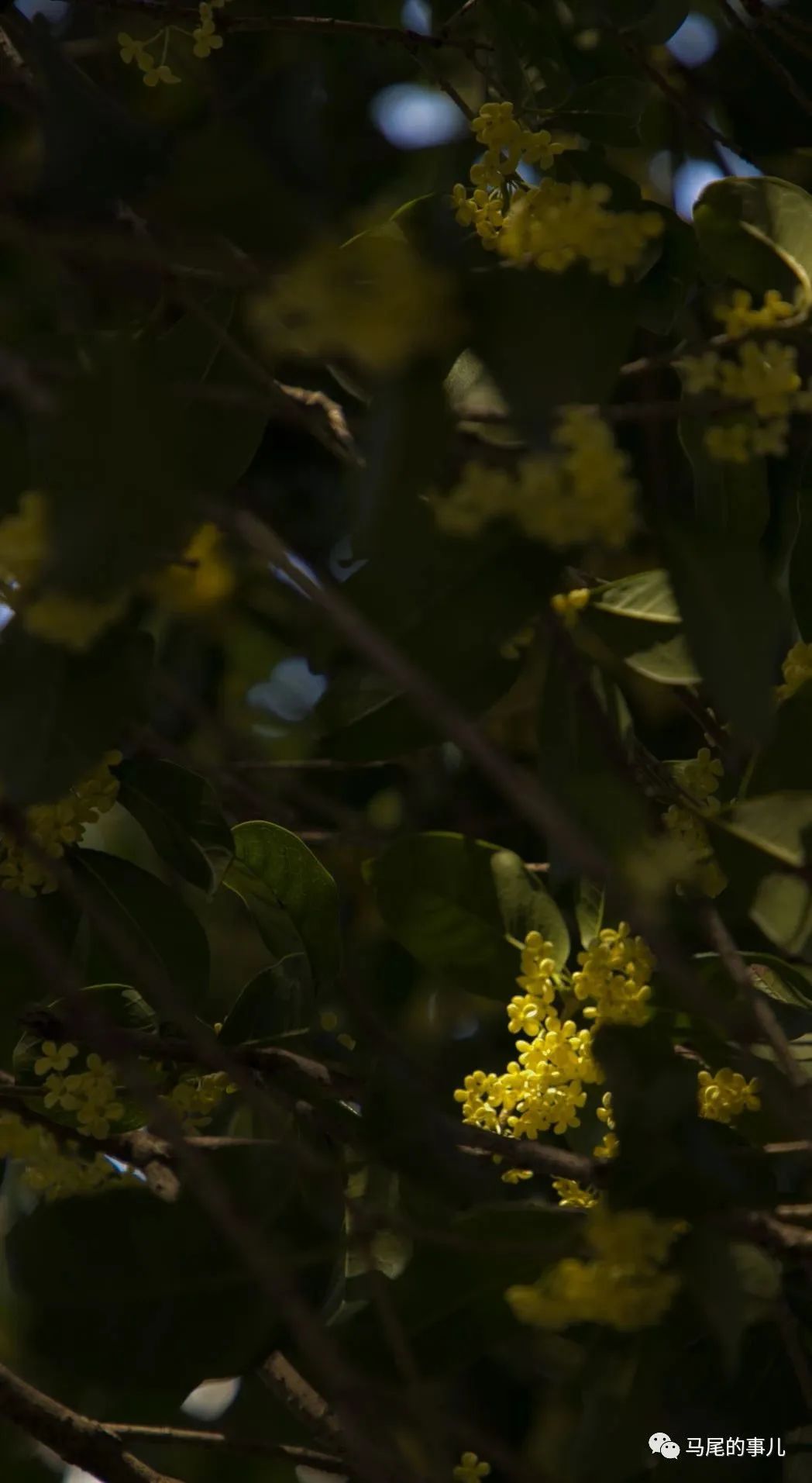 金秋时节，与桂花味的马尾撞个满怀