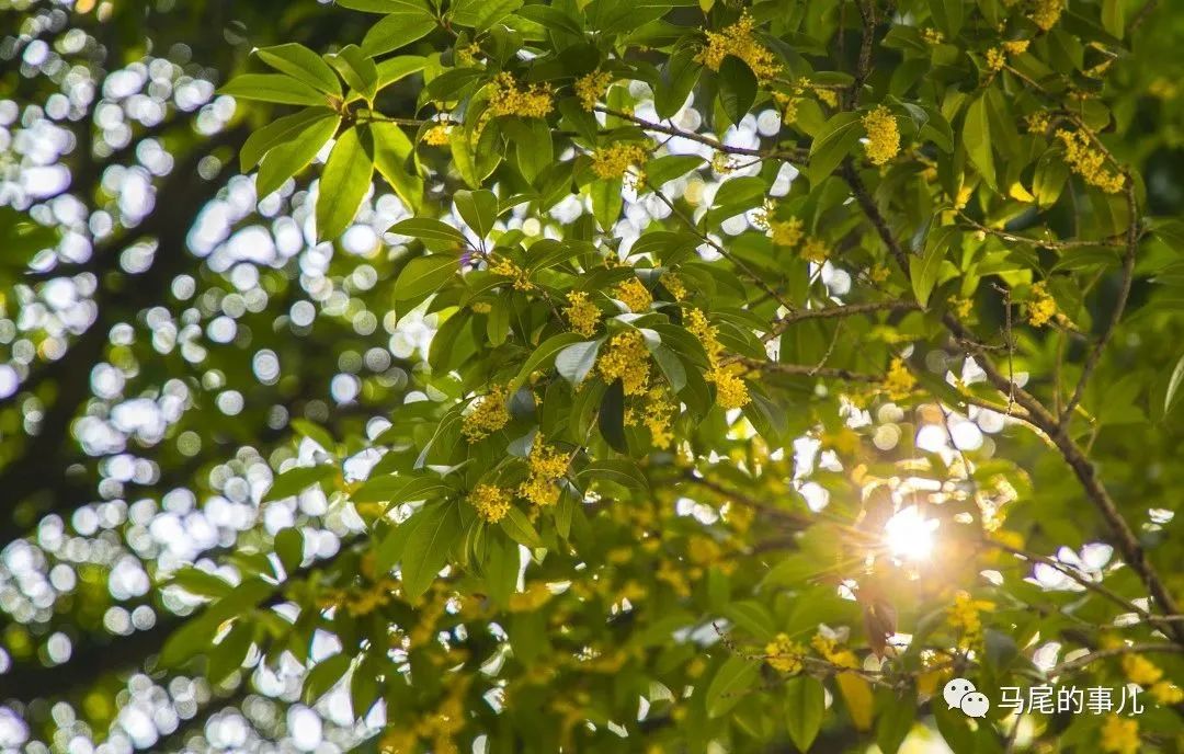 金秋时节，与桂花味的马尾撞个满怀