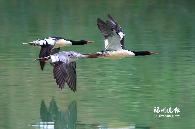 福州公园迎来最美观鸟季