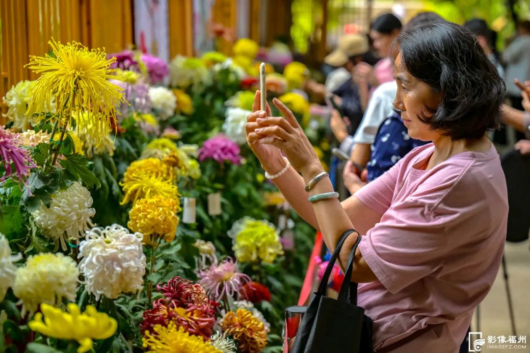 近40000盆！福州西湖菊花展今日开幕！