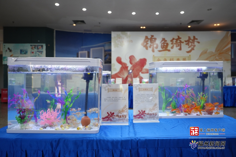 “锦鱼·绮梦”金鱼科普展在福州科技馆举行