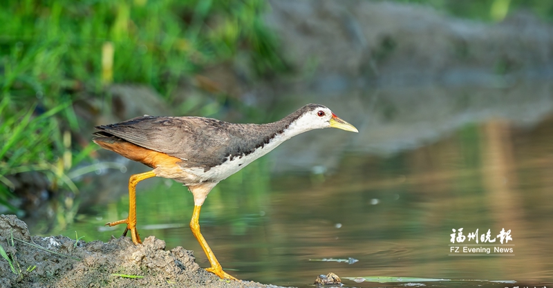 近百种珍稀鸟类“打卡”连江水乡