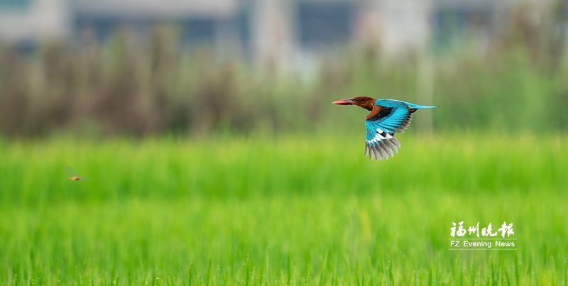 近百种珍稀鸟类“打卡”连江水乡