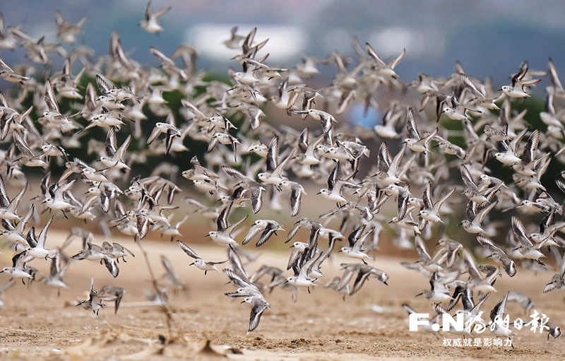 闽江河口湿地划出“静音区”护航候鸟迁徙