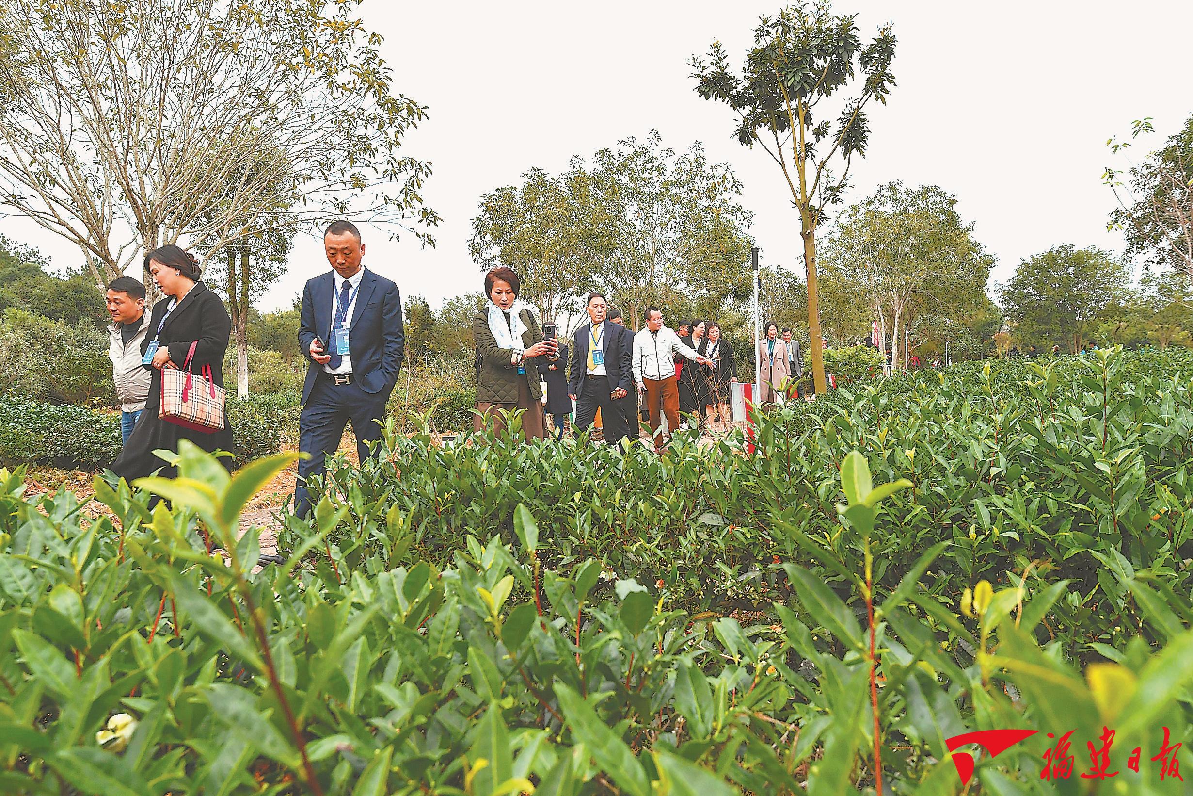 来福建，与世界共享福茶味道