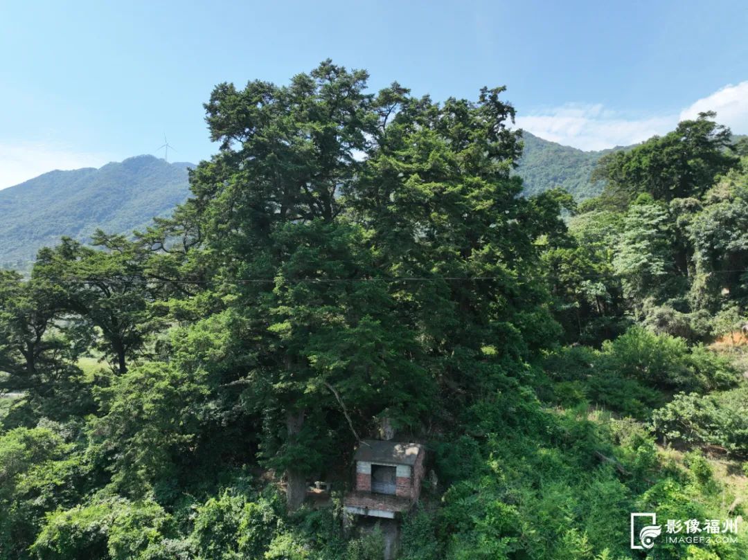 福州三处上榜“福建最美古树群”！有你家乡吗？