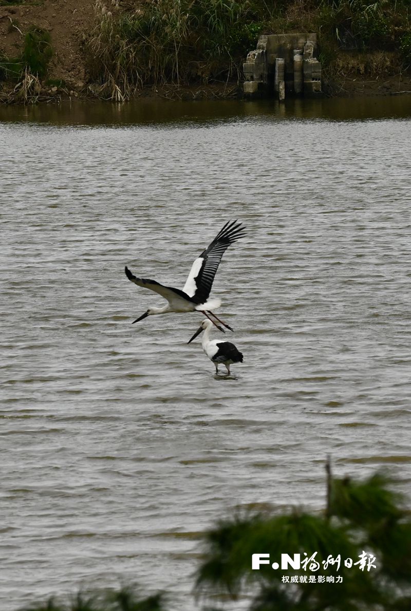 闽江河口湿地监测到40多只东方白鹳 鸟界国宝数量创新高
