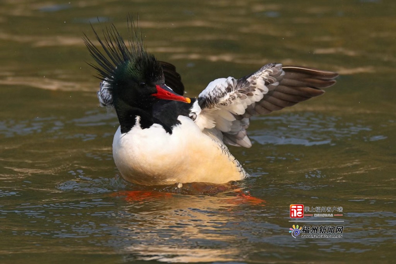 永泰大樟溪“鸟中大熊猫”中华秋沙鸭种群数量突破历史之最