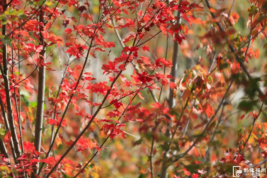 福州枫叶红了！迎来最佳观赏季！