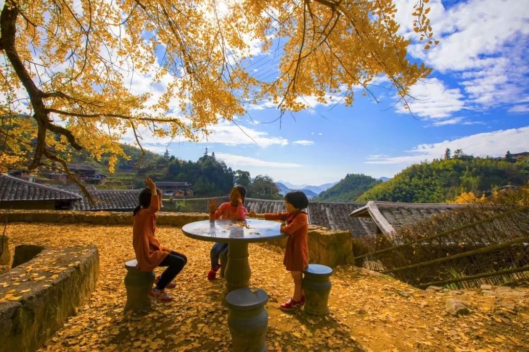 永泰银杏观赏推荐地出炉！现在去刚好！