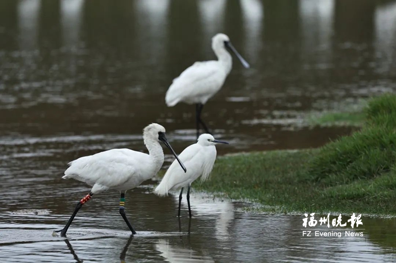 “鸟明星”定居闽江河口湿地3年 刷新黑脸琵鹭最长定居时间纪录