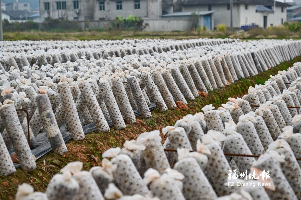 闽清上汾村打了三张好牌：提升环境品质，吸引项目落地，发展文旅经济