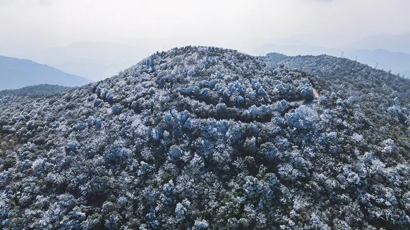 太惊艳！闽清馥桂山迎来今冬首场雾凇景观