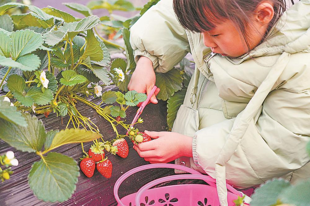 福州高新区：棚中育草莓 冬日享香甜
