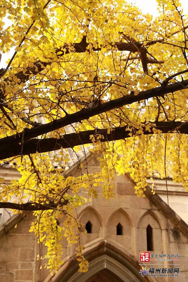 满树鎏金，遍地金黄！石厝教堂百年银杏进入最佳观赏期