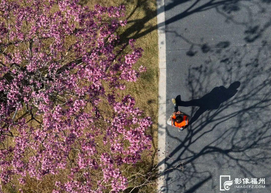 浪漫！福州紫花风铃木提前盛放！