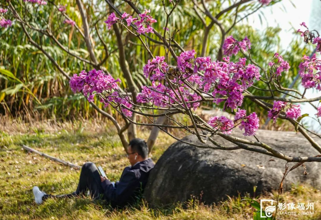 浪漫！福州紫花风铃木提前盛放！