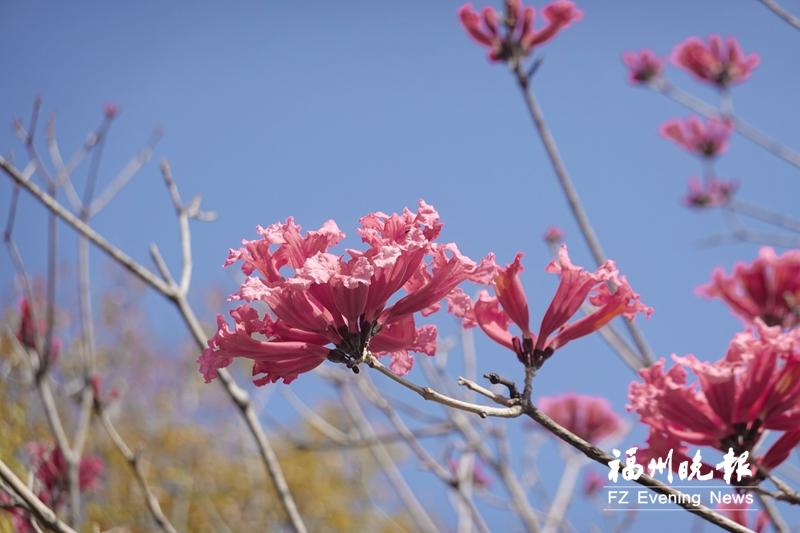 福州紫花风铃木 绽放冬日里
