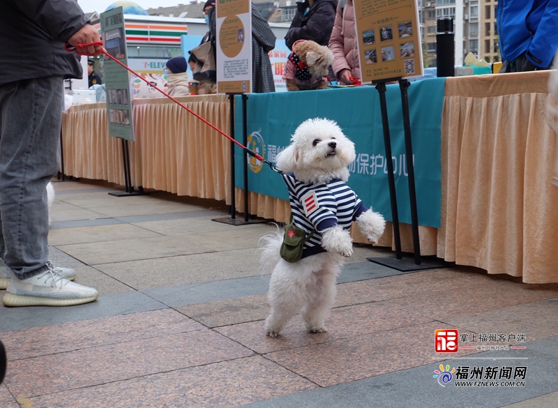 爱犬人士的福利来了！就在本周六