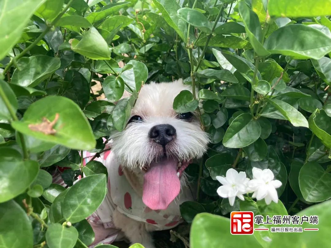 事关养犬！福州发布通知！细则来了！