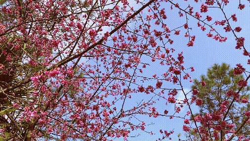 好美啊！鼓岭山樱花开啦！