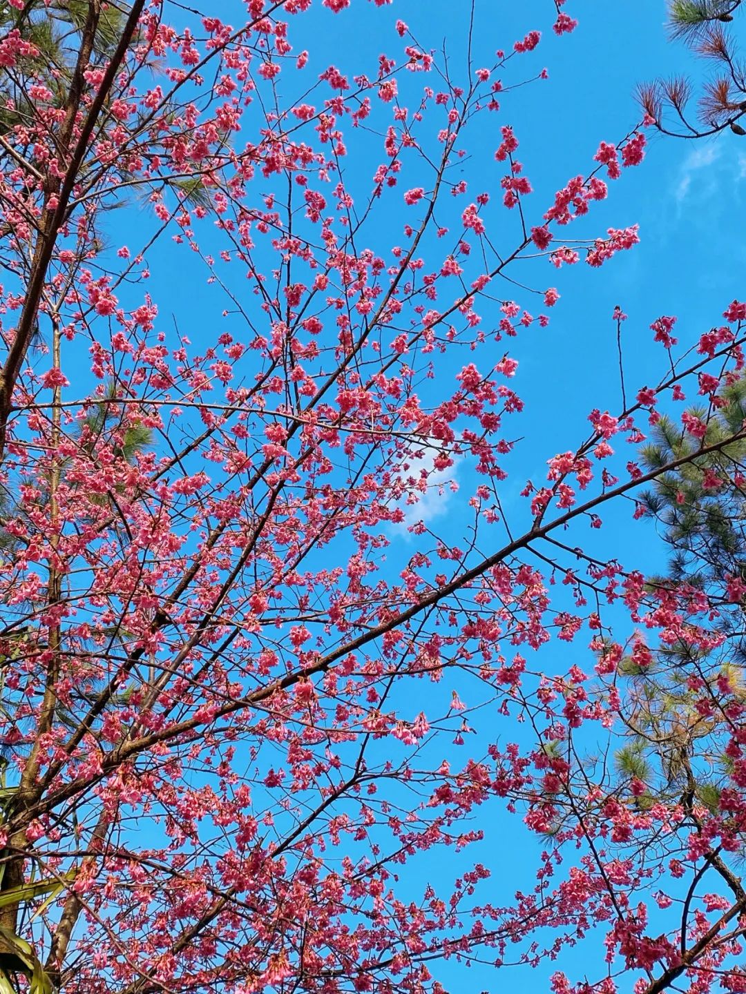 好美啊！鼓岭山樱花开啦！