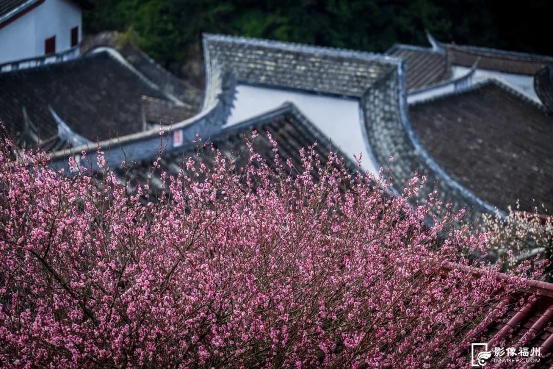 盛放！福州林阳寺迎来最美时刻！