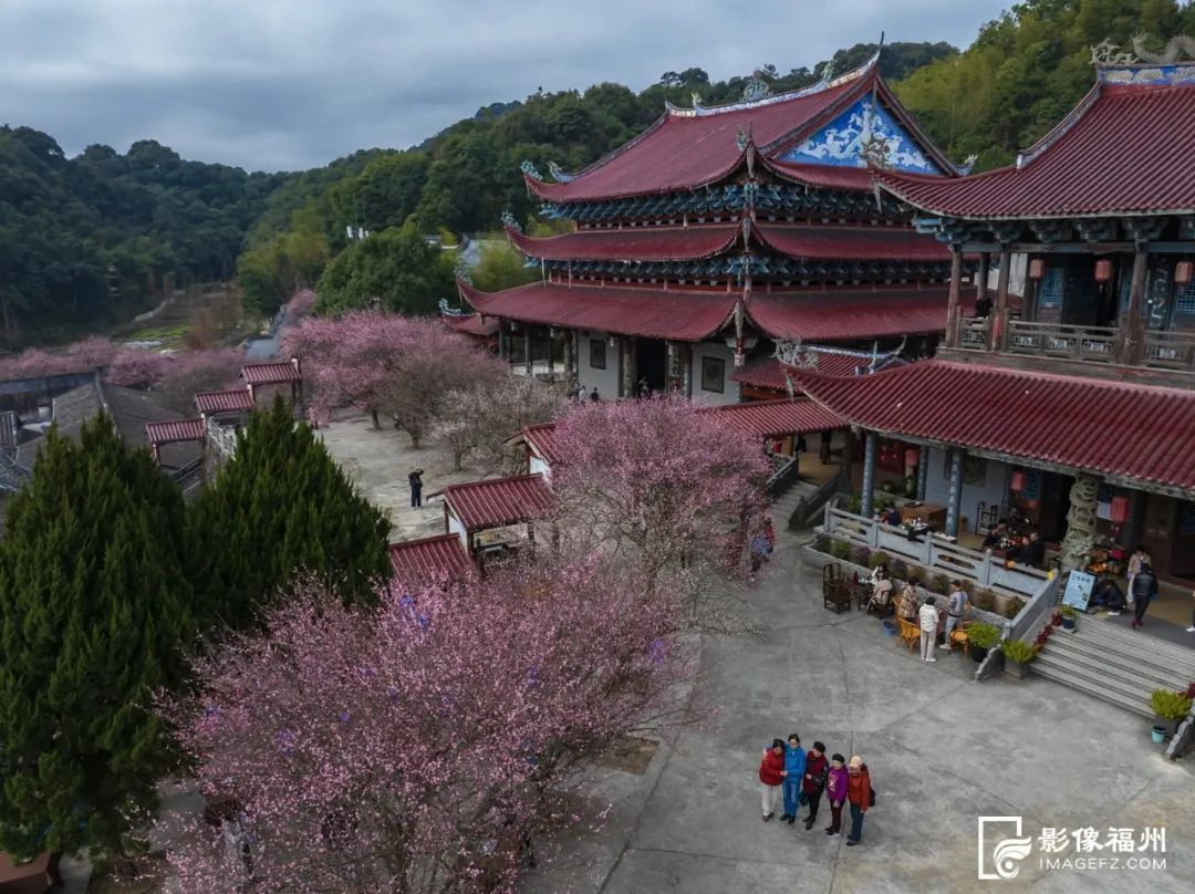 盛放！福州林阳寺迎来最美时刻！