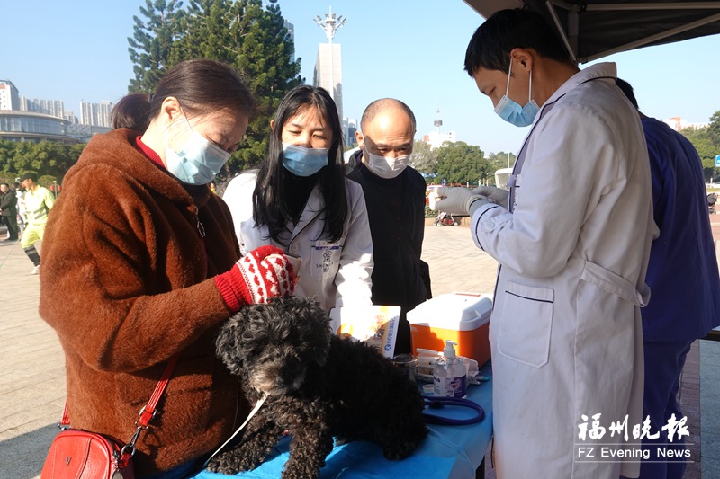 福州市城管委倡议依法安全文明养犬 犬只注射狂犬病疫苗利于人畜