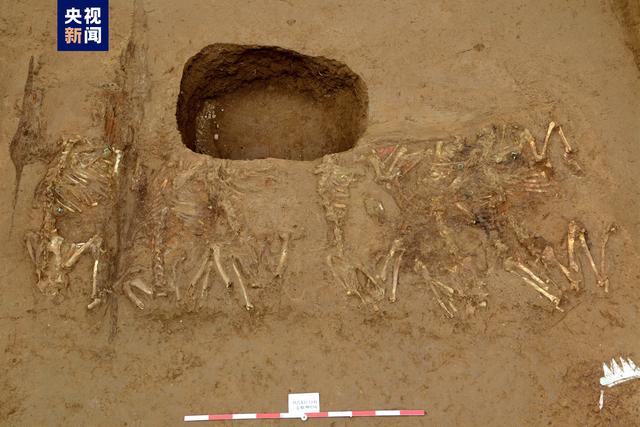 秦始皇陵1号陪葬墓取得重大考古收获
