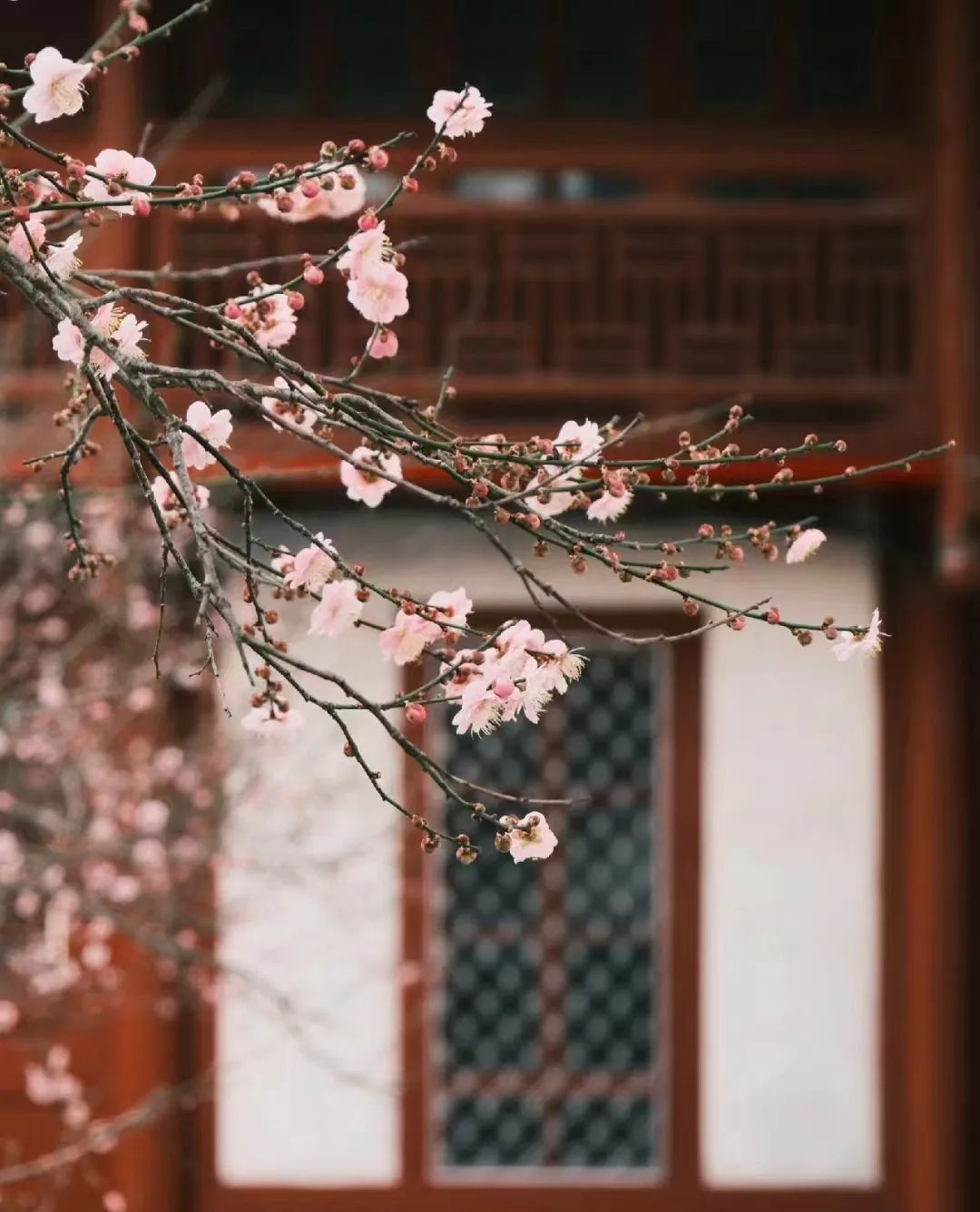 春节去哪玩丨“繁花”偷偷偷走你的心