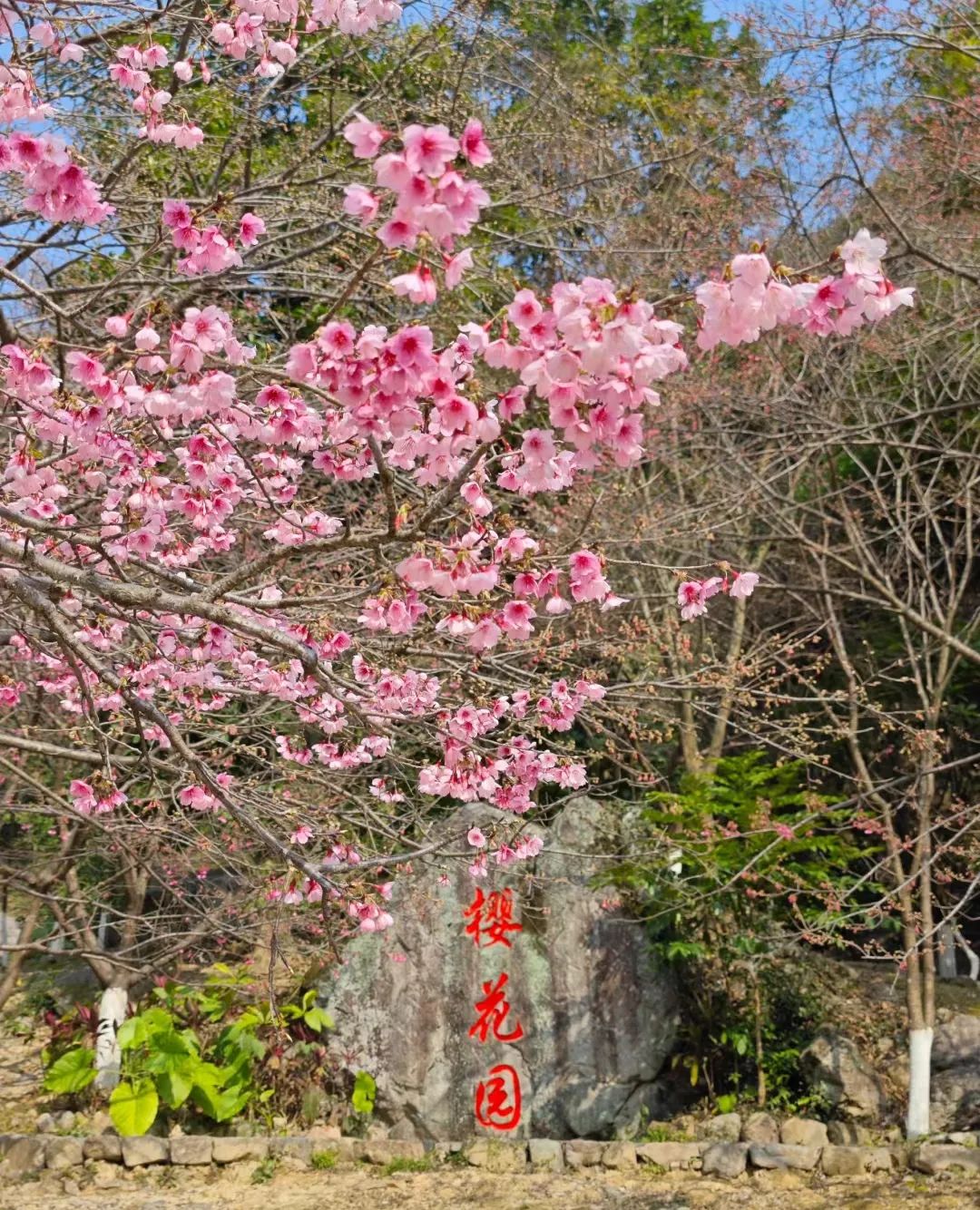 春节去哪玩丨“繁花”偷偷偷走你的心