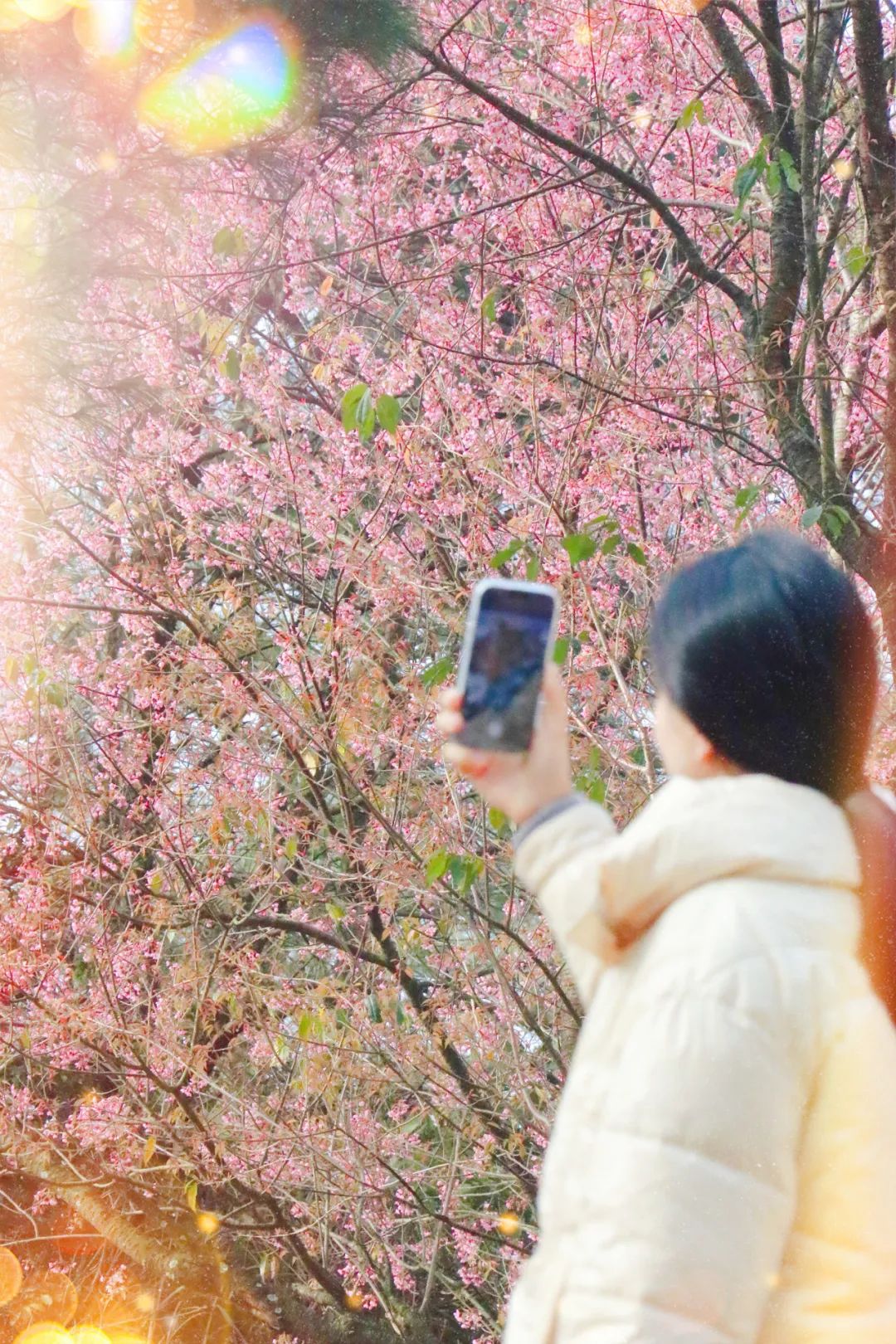 春节去哪玩丨“繁花”偷偷偷走你的心