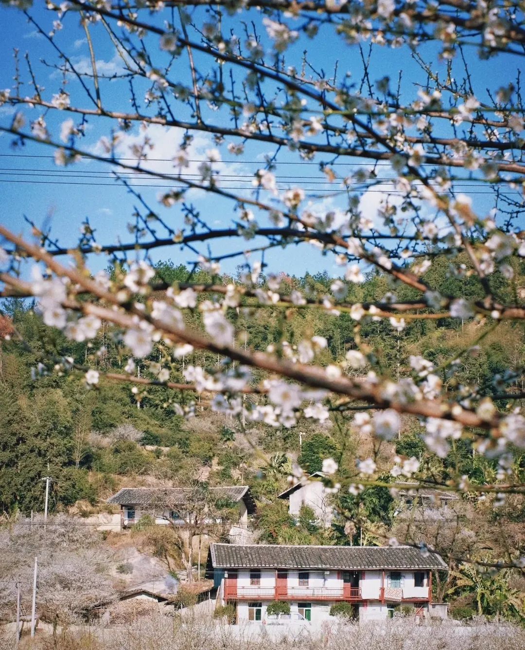 春节去哪玩丨“繁花”偷偷偷走你的心