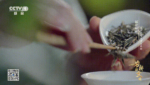 《农耕探文明》：花与茶，如何碰撞出“冰糖甜”味的茉莉花茶？