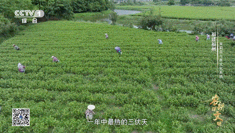 《农耕探文明》：花与茶，如何碰撞出“冰糖甜”味的茉莉花茶？