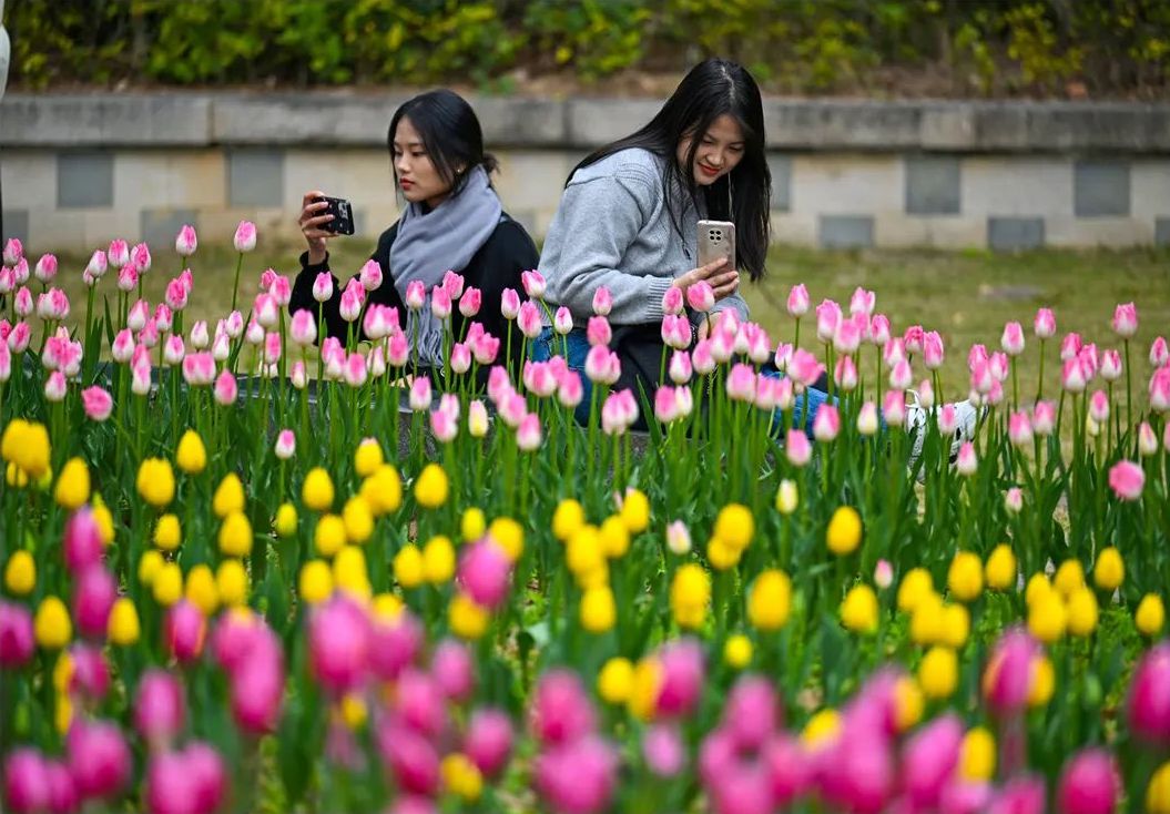 10多万株“花中皇后”！这片花海太美了！