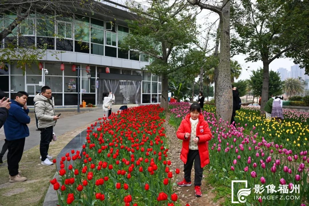 10多万株“花中皇后”！这片花海太美了！