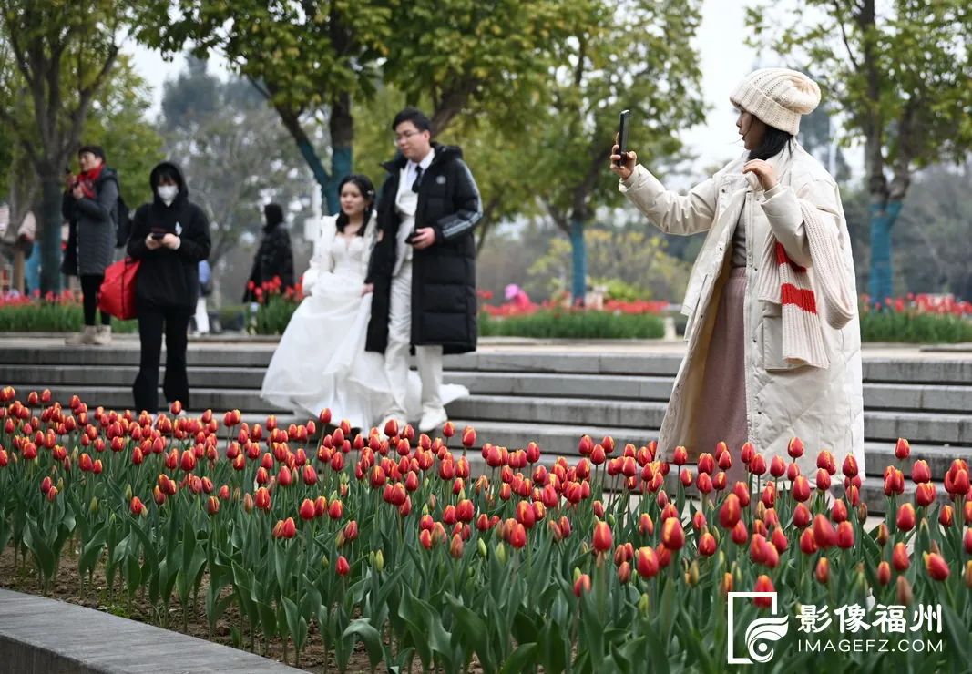 10多万株“花中皇后”！这片花海太美了！