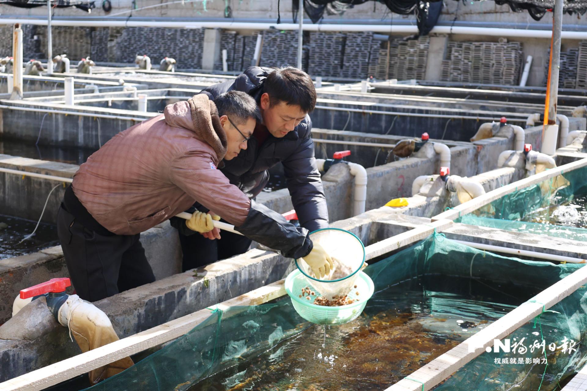 水产种业“连江芯”队伍再壮大 全球顶级海胆实现南方规模化人工繁育