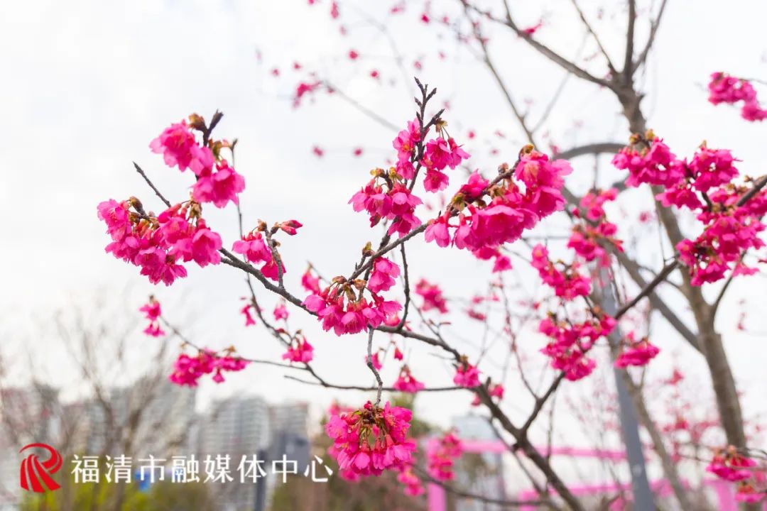 福清樱花主题公园来了！