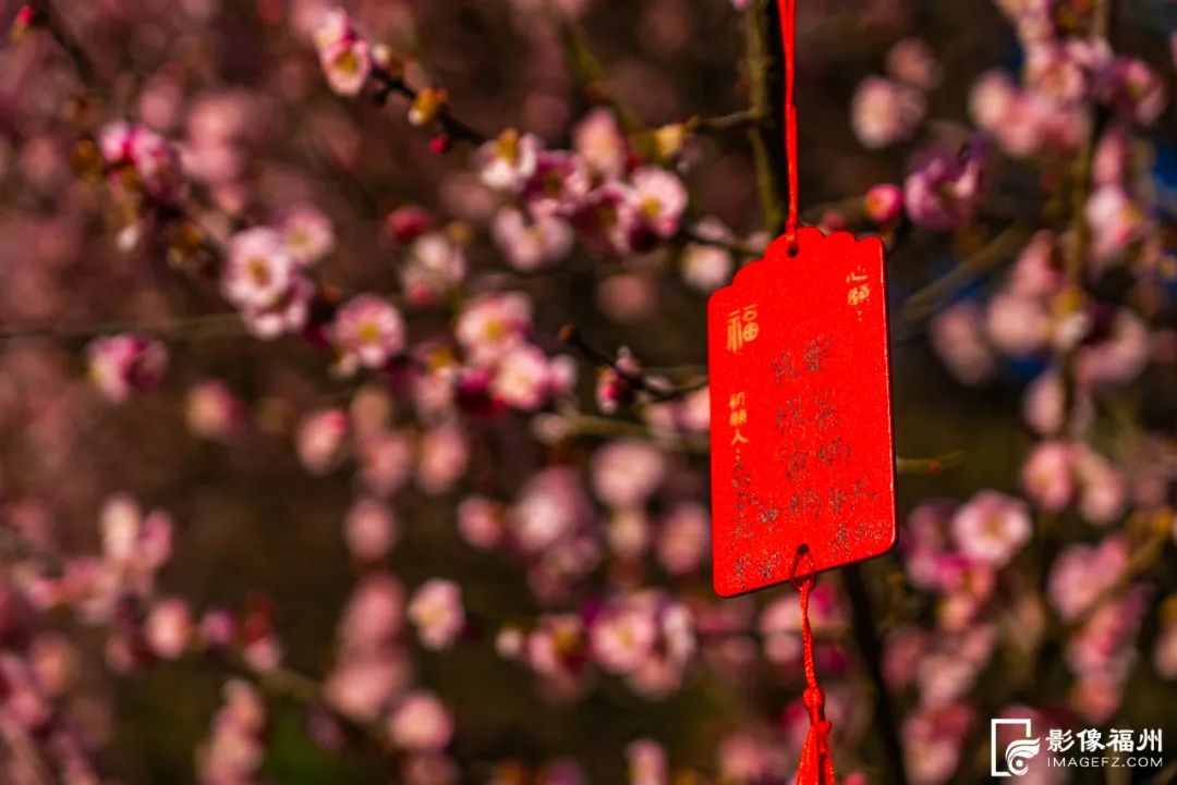立春，福州上演“梅樱争春”