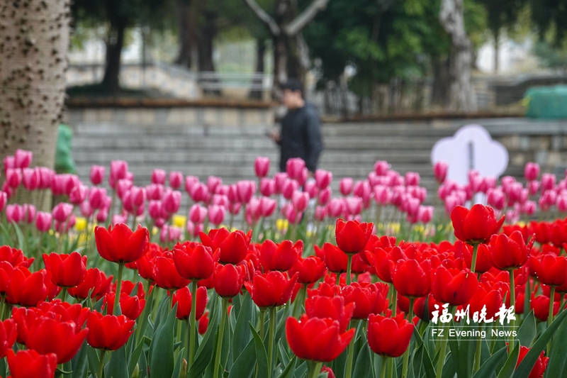 看！春节来临福州各大公园换“新装”了
