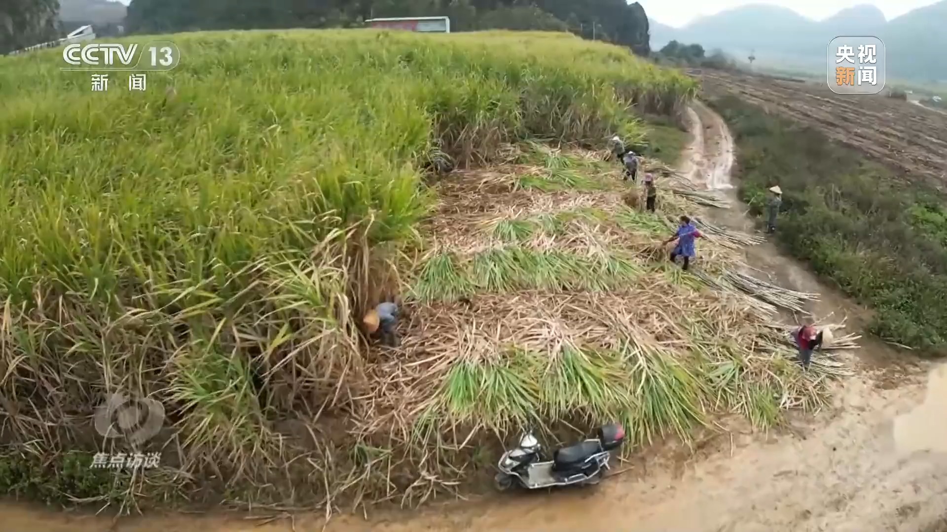 焦点访谈丨牢记总书记嘱托 种业振兴食物丰