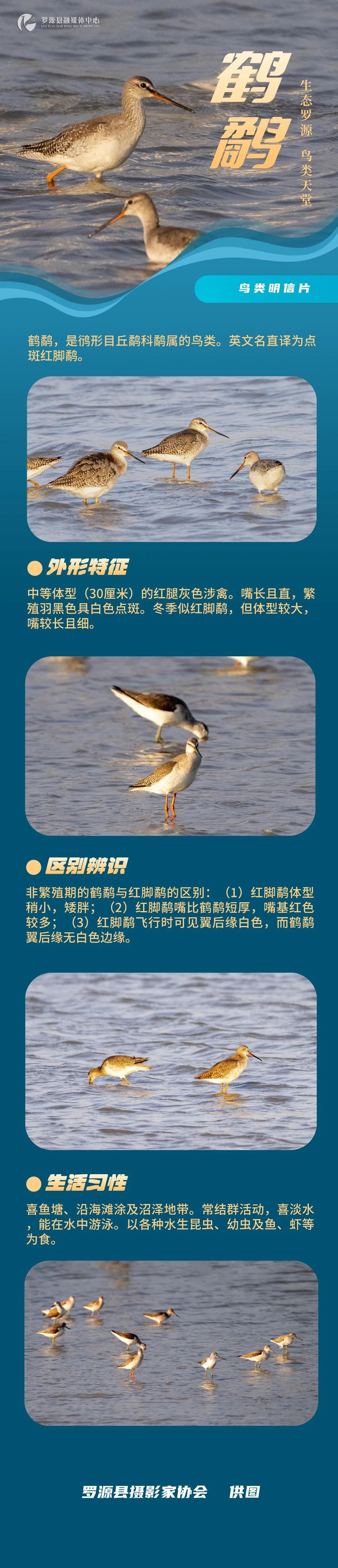 生态罗源 鸟类天堂 | 鹤鹬