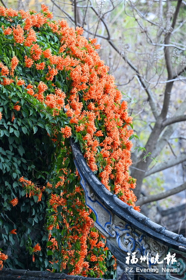 新春乌山迎来最美赏花季 一步一繁花俯仰皆美景